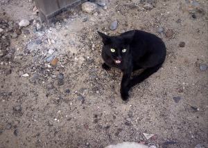the-black-cat